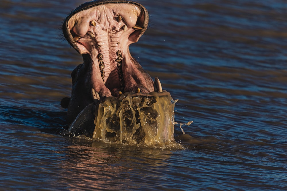 an elephant is in the water with its mouth open