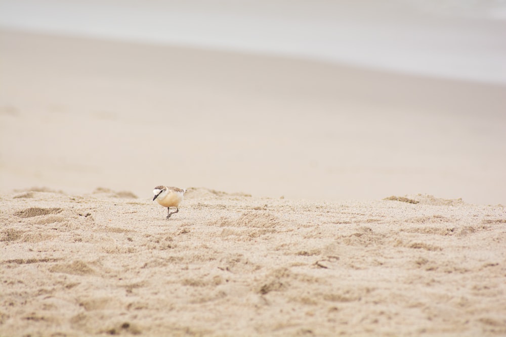 un petit oiseau debout au sommet d’une plage de sable