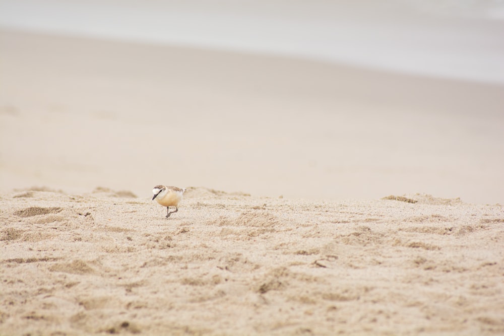 a small bird standing on top of a sandy beach