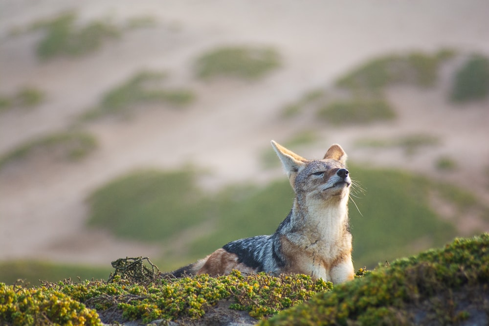 a small animal sitting on top of a lush green hillside