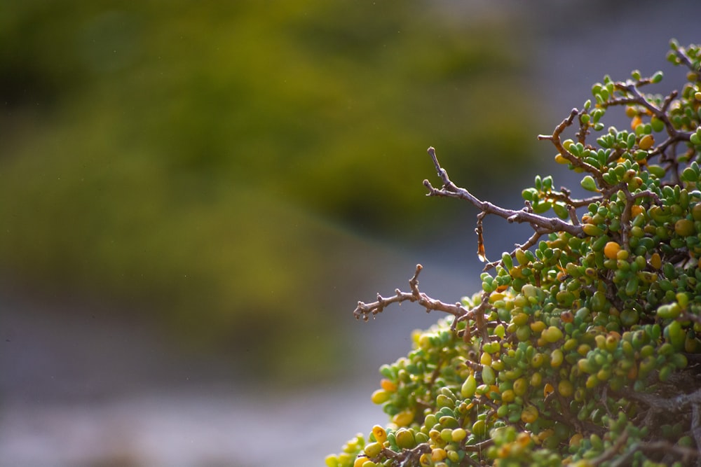 a close up of a tree branch with small green berries
