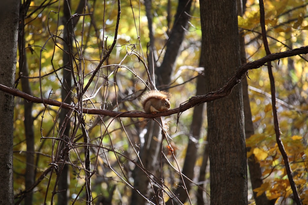 a squirrel is sitting on a branch in the woods