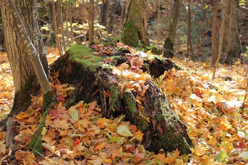 a tree stump in the middle of a forest filled with leaves