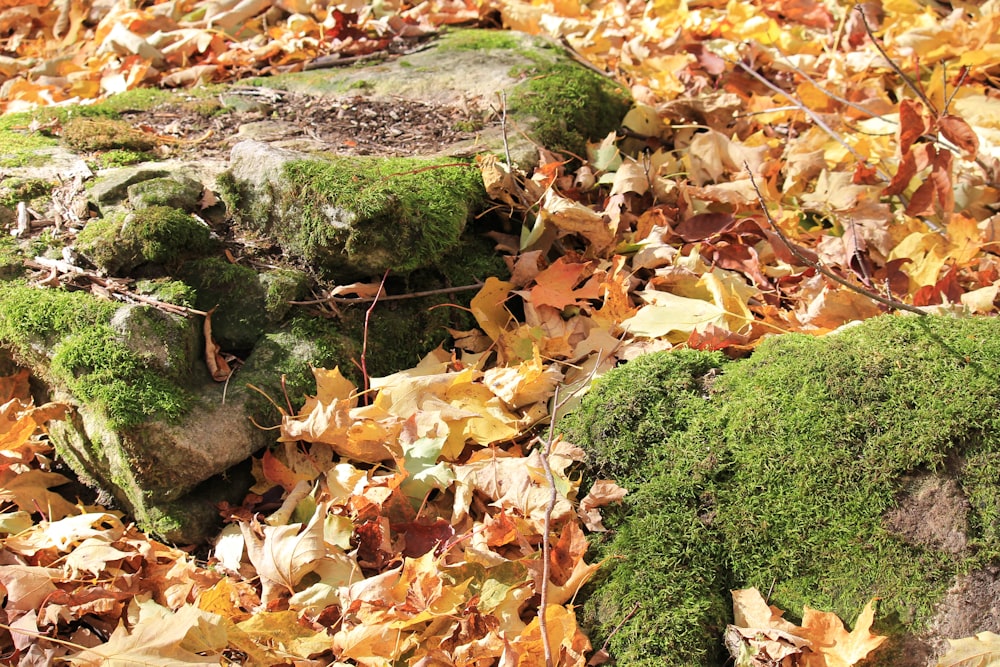 a moss covered rock surrounded by leaves