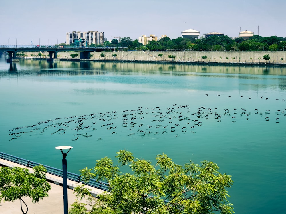 a flock of birds flying over a river next to a bridge