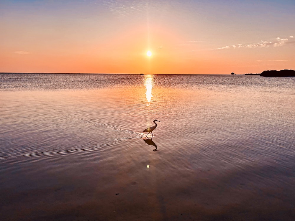 a bird that is standing in the water