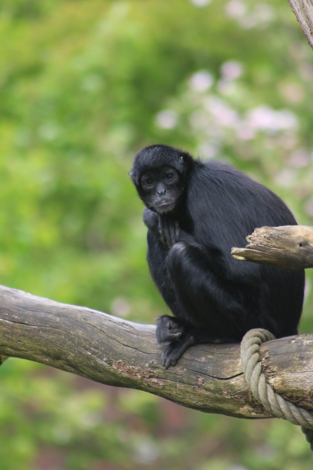 a black monkey sitting on top of a tree branch