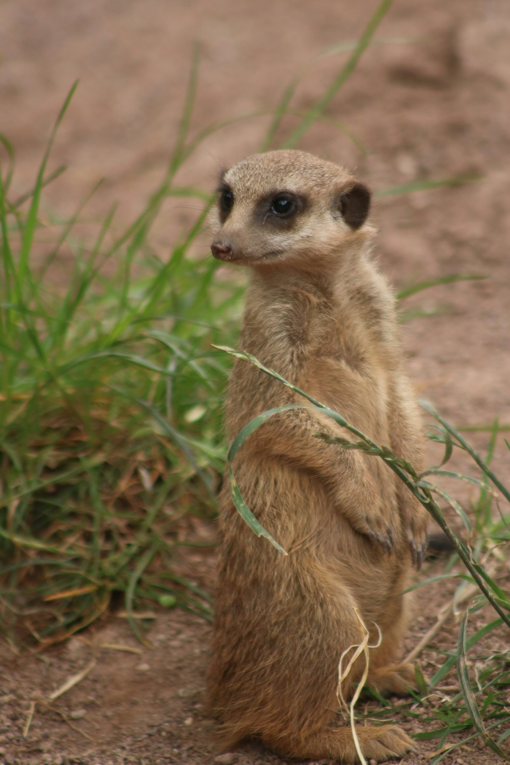 a small meerkat standing on its hind legs