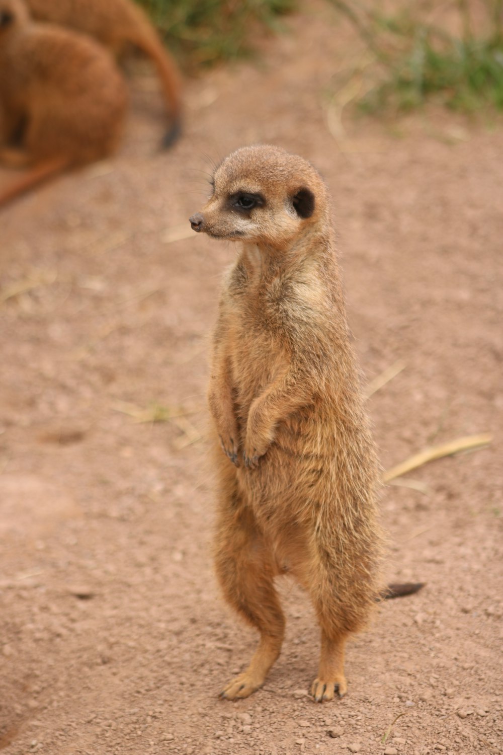 a small meerkat standing on its hind legs