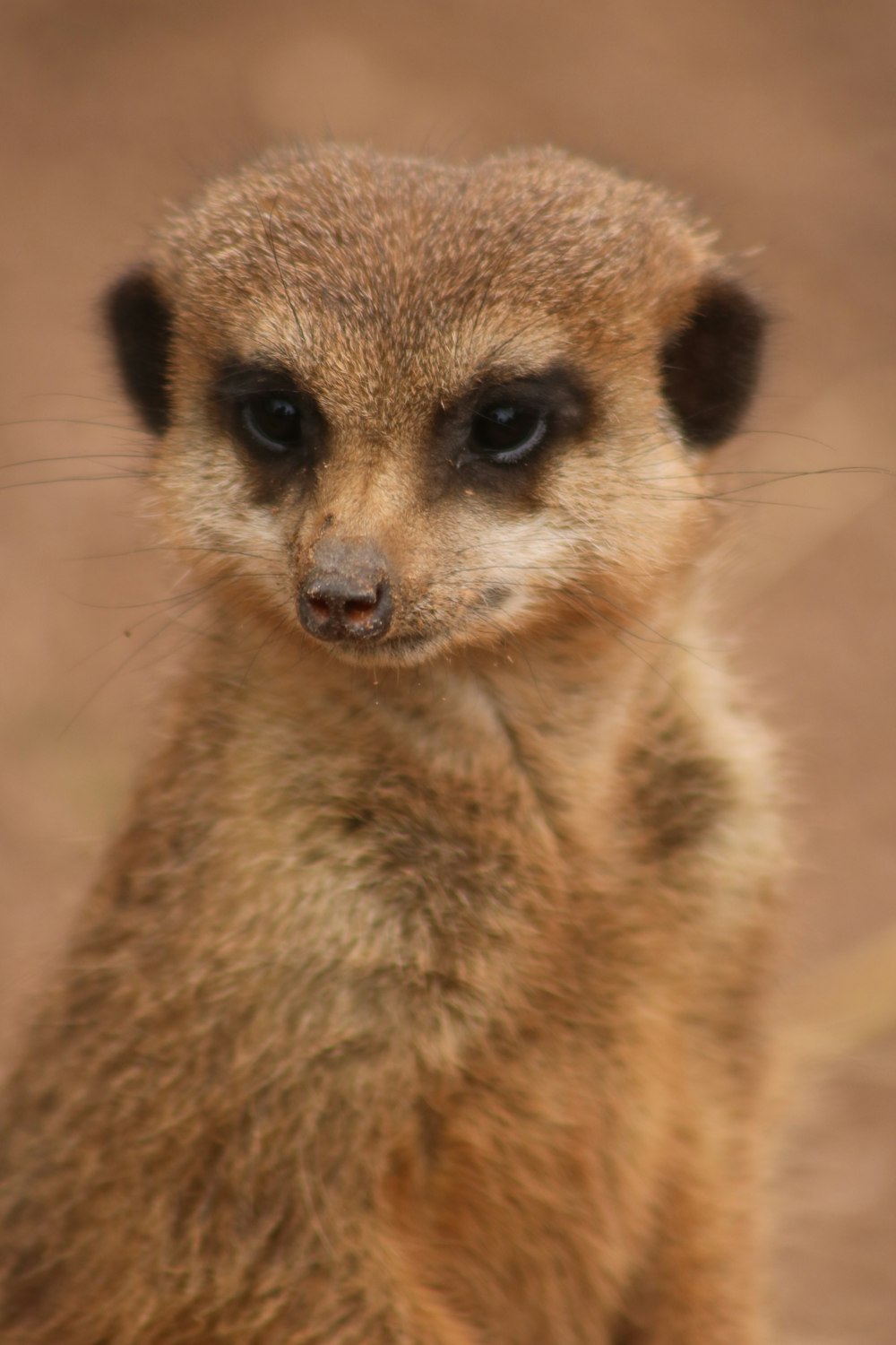 a close up of a small animal on a dirt ground