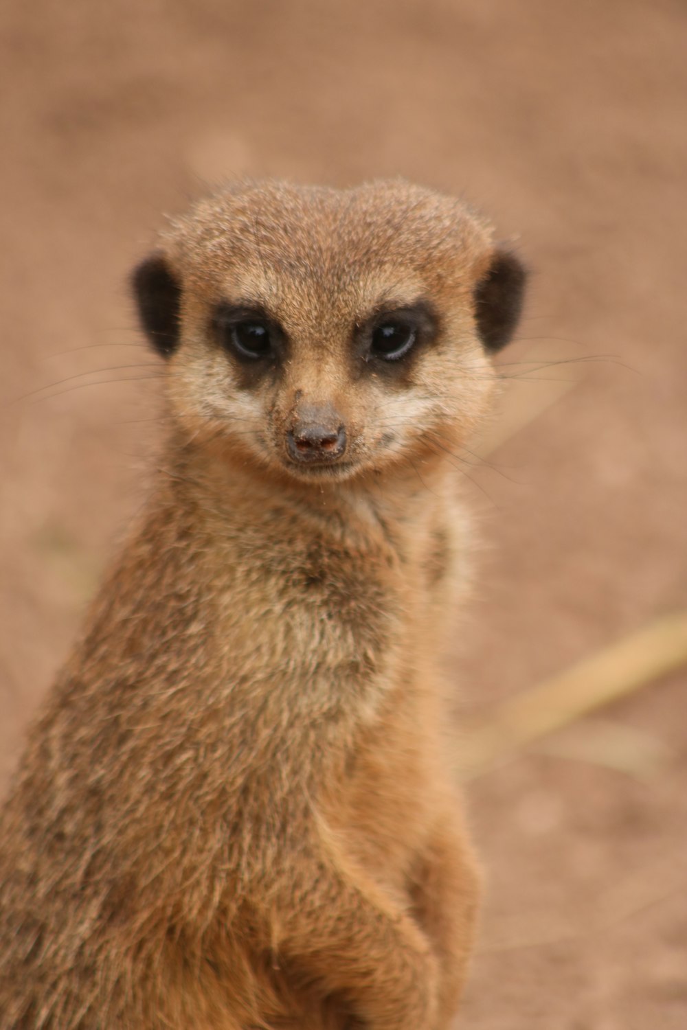 a small brown animal standing on its hind legs