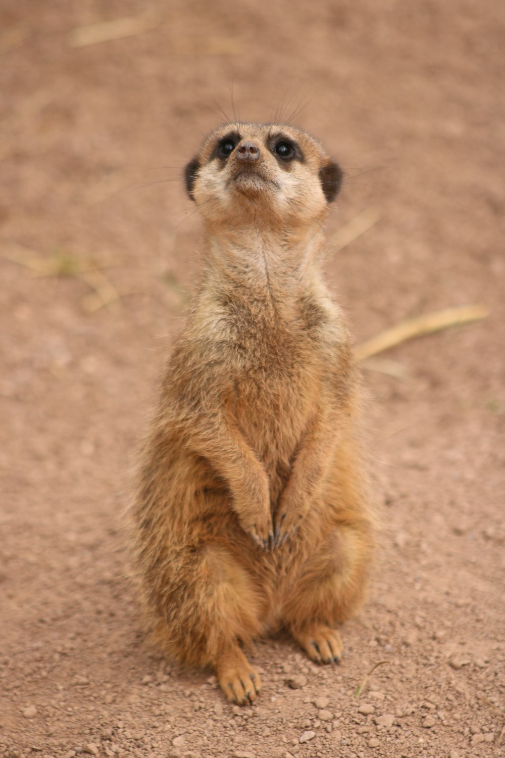 a small brown animal standing on its hind legs