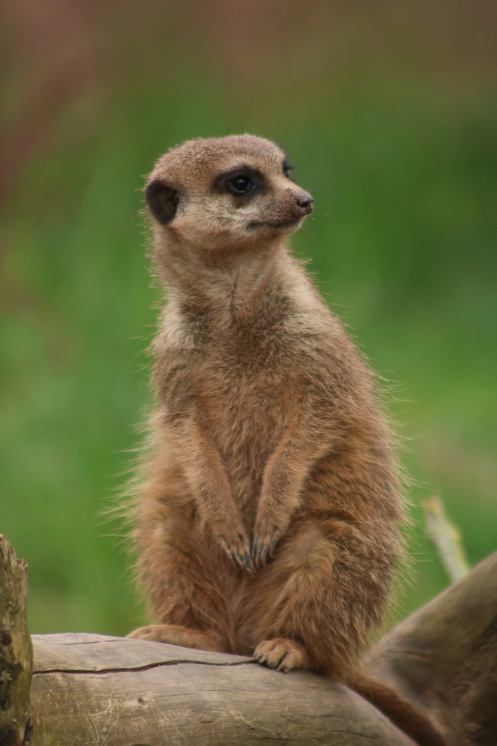 a small meerkat sitting on a log