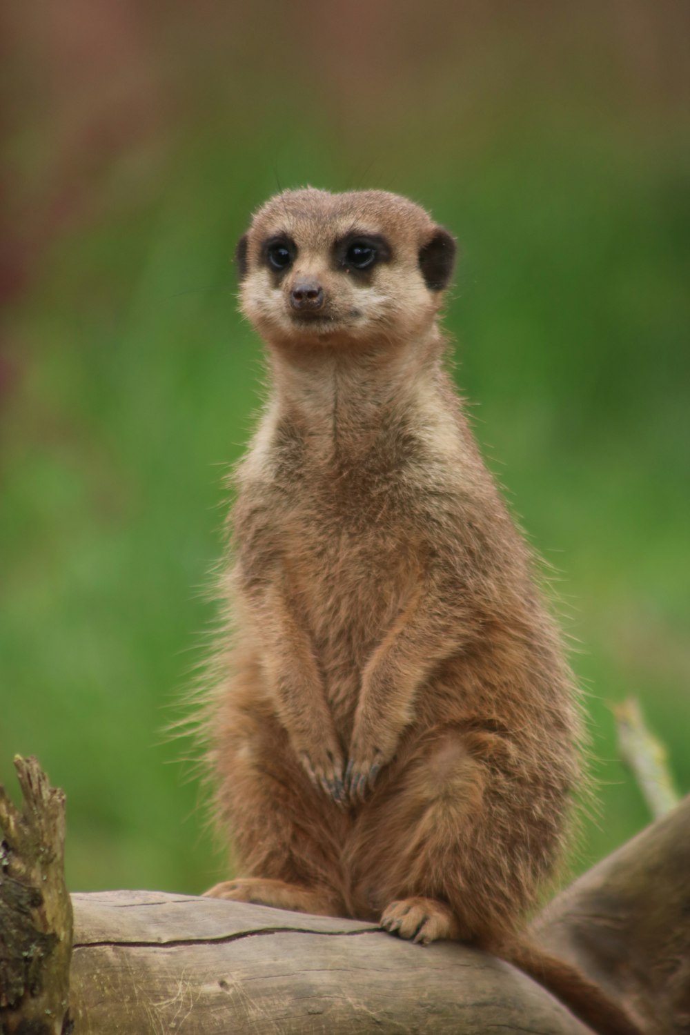 a meerkat sitting on top of a log