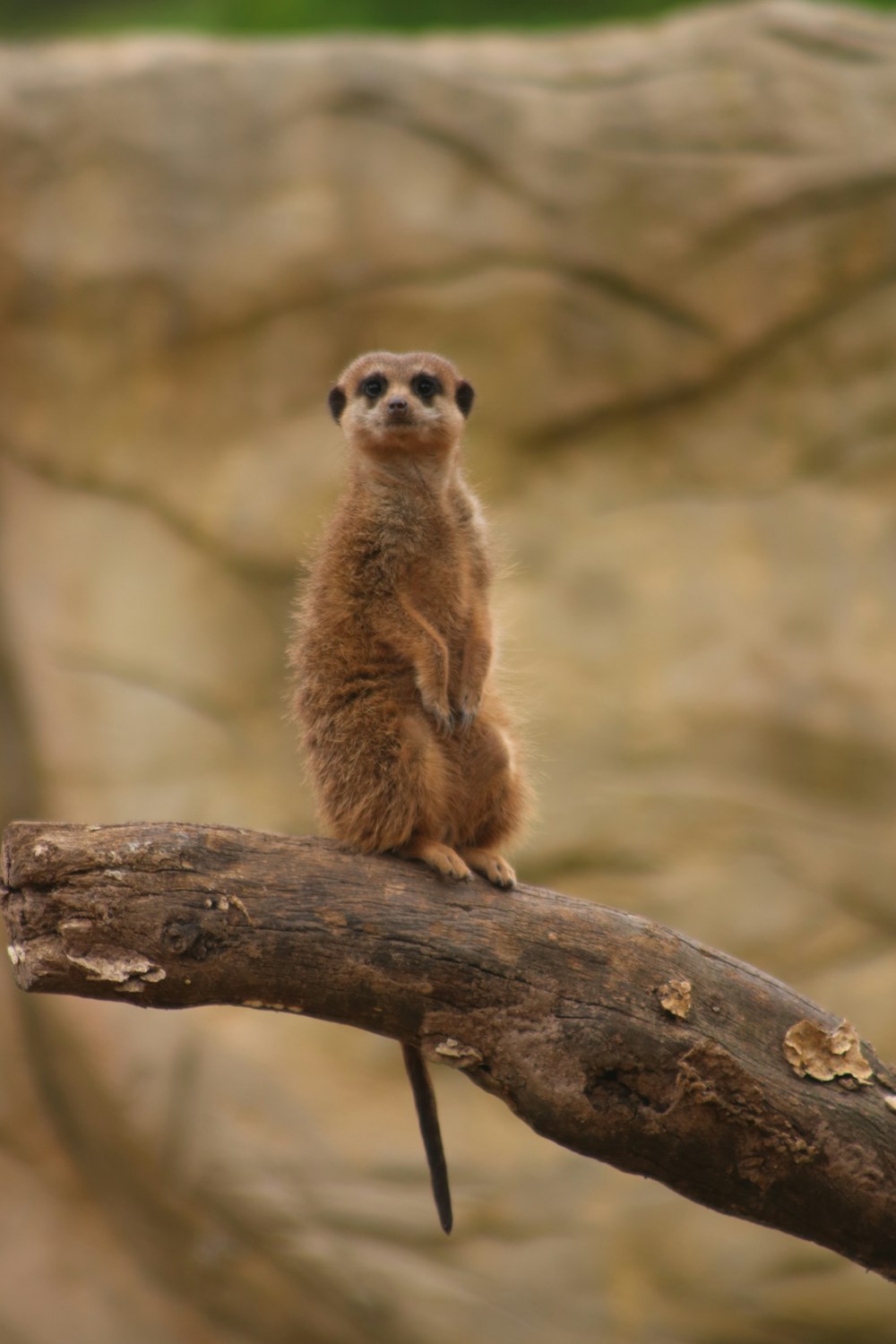 a small animal sitting on top of a tree branch