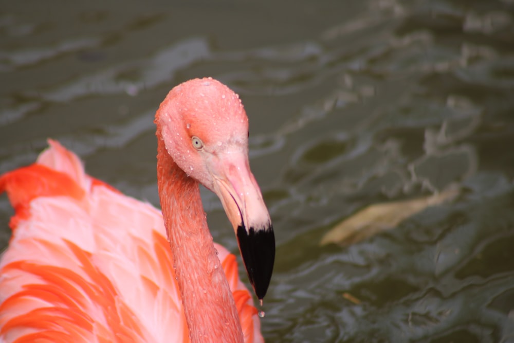 a pink flamingo standing in a body of water