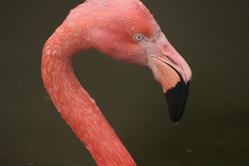 a close up of a pink flamingo in the water