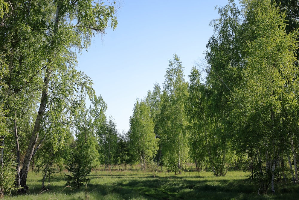 a grassy field with trees and a blue sky in the background