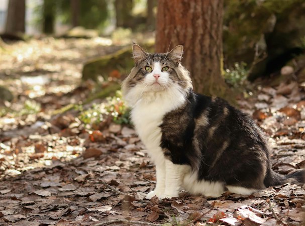 Tabby and white Norwegian Forest Cat sitting in woodland