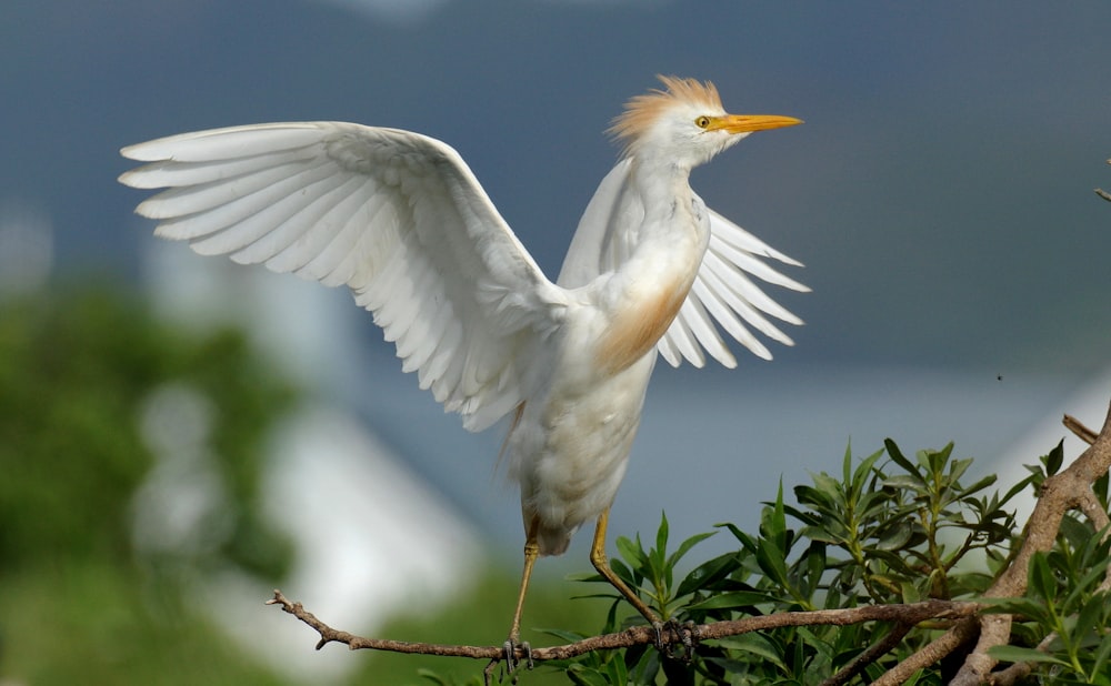 a white bird with a yellow beak is perched on a branch