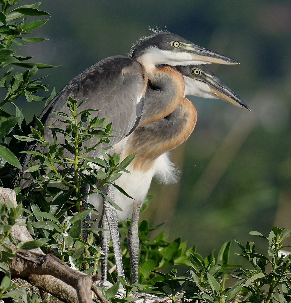 a close up of a bird on a tree branch