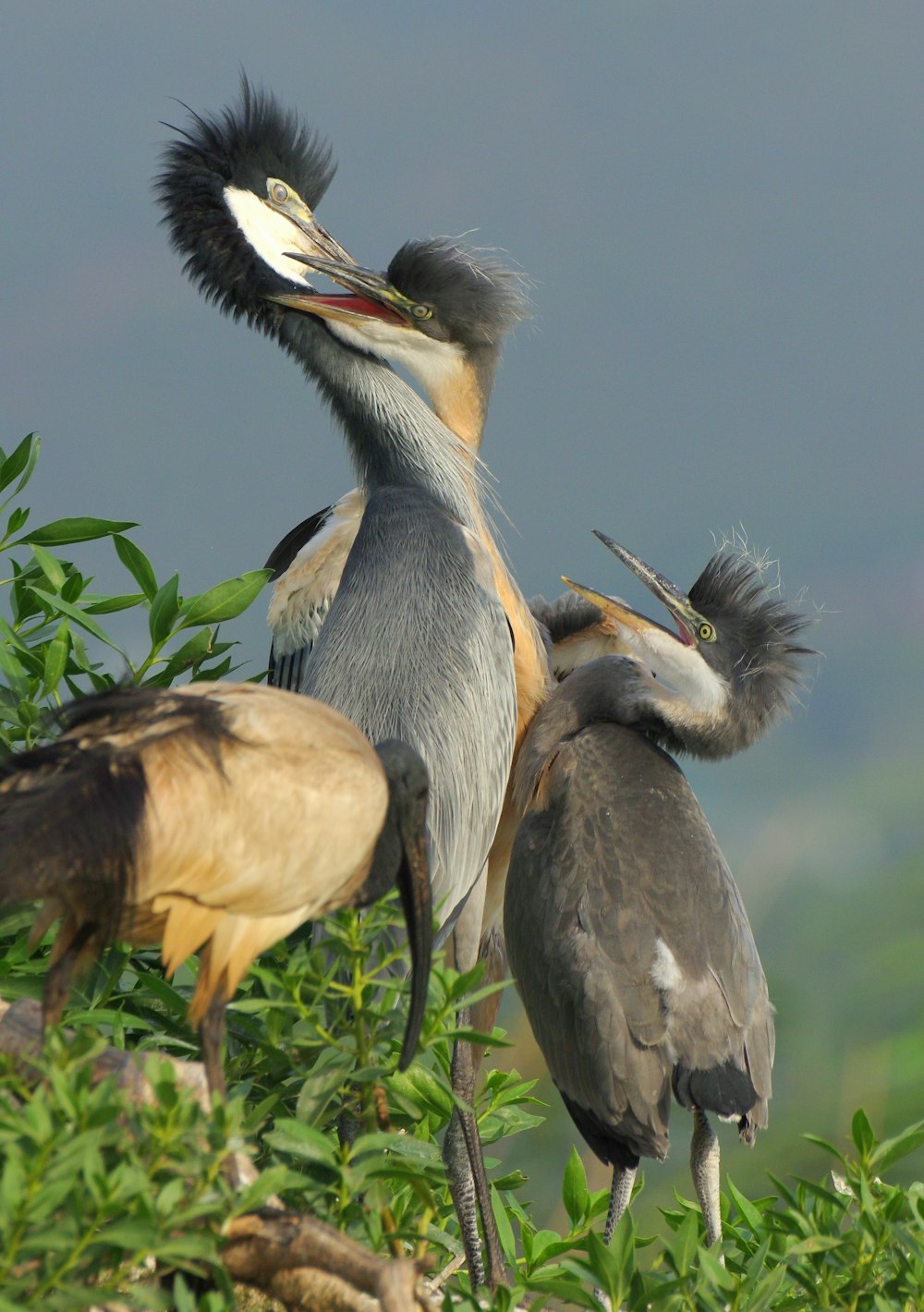 a group of birds standing on top of a lush green field