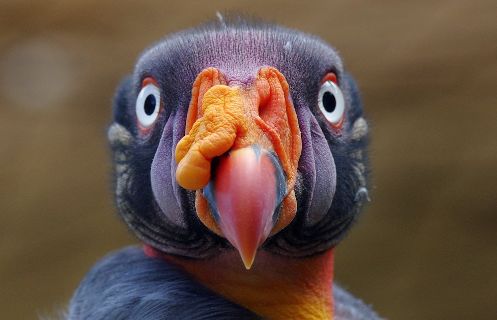 a close up of a very cute looking bird