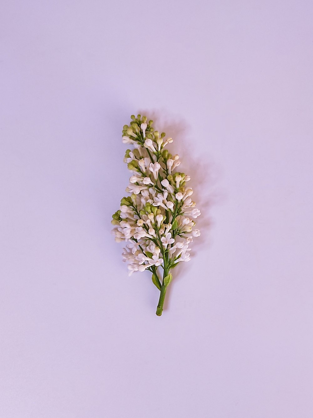 una sola flor blanca sobre un fondo blanco