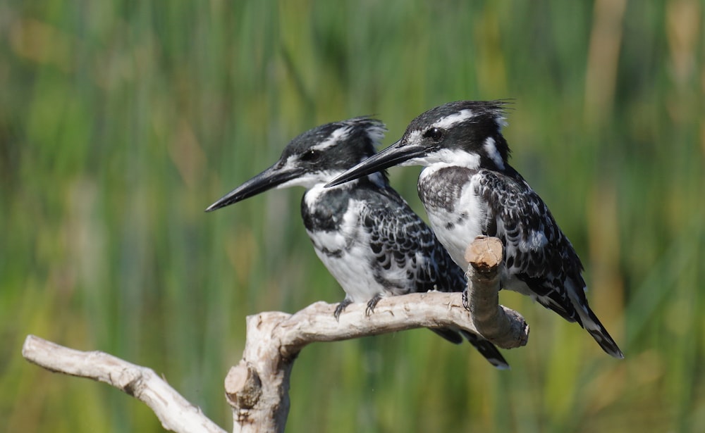 two black and white birds sitting on a tree branch