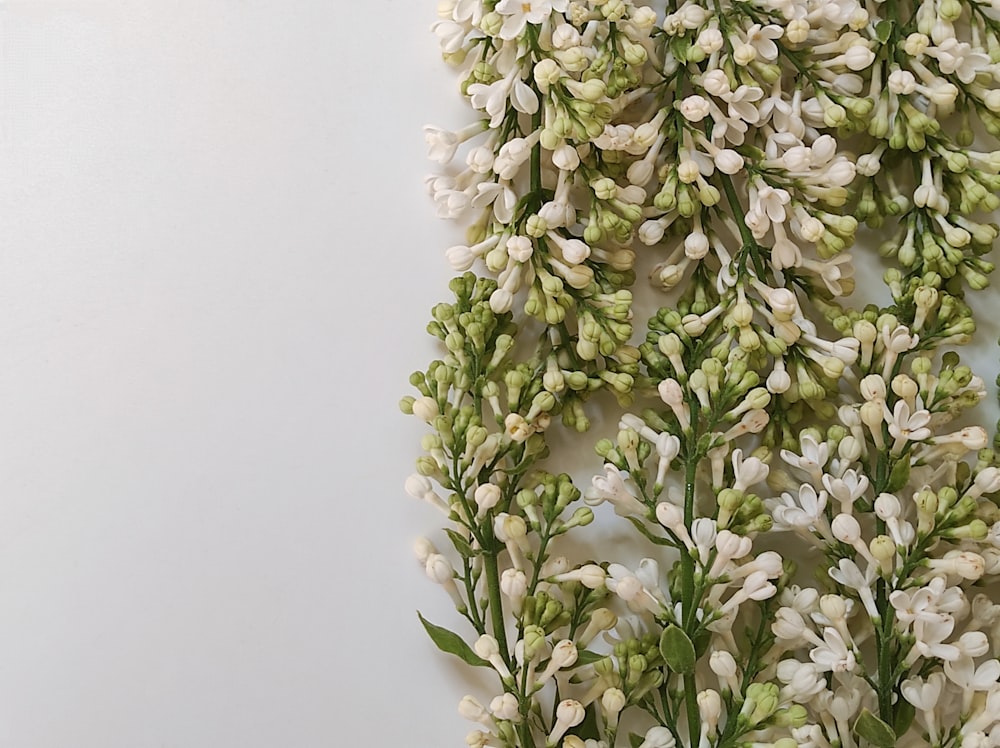 un ramo de flores blancas sobre una superficie blanca