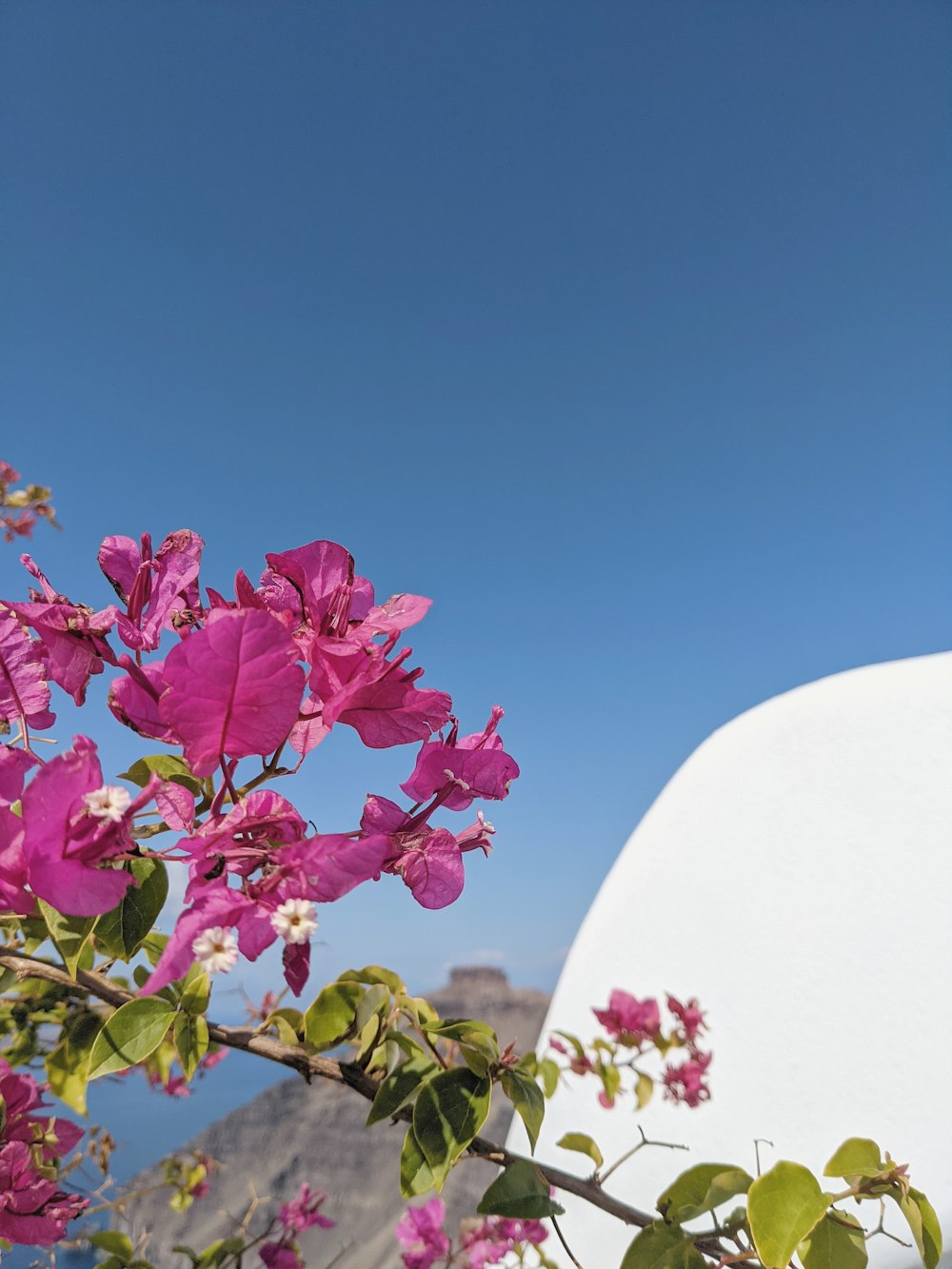 a white building with pink flowers in front of it