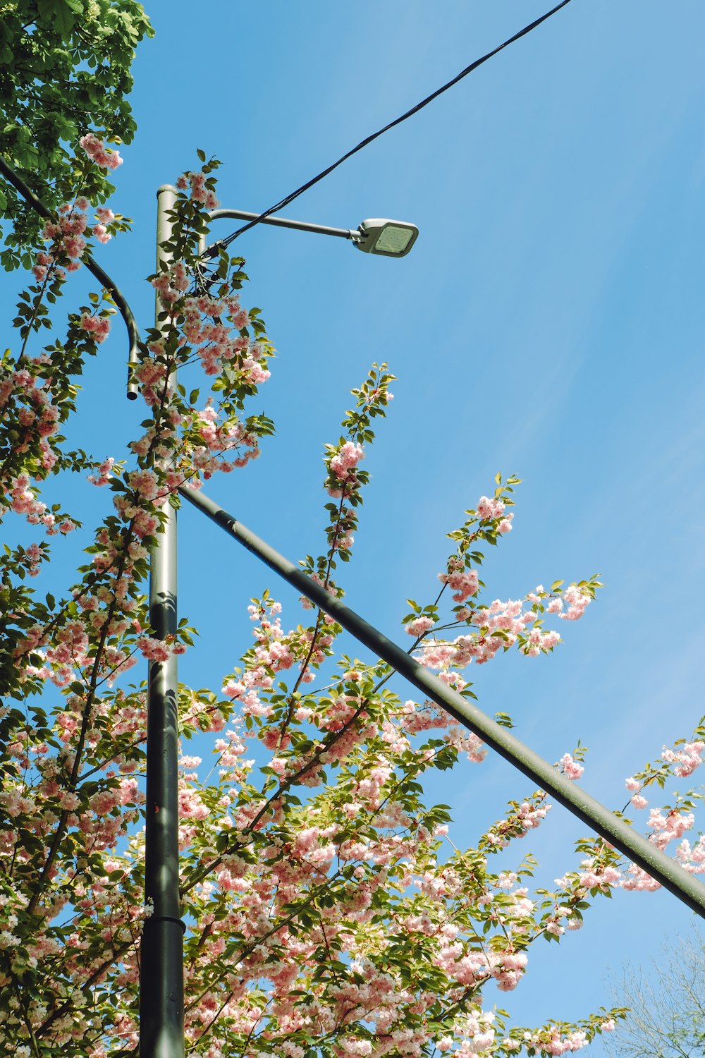 a street light next to a flowering tree