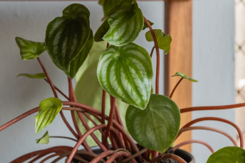 a potted plant with green leaves on a window sill