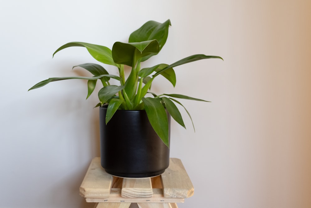 a potted plant sitting on top of a wooden stand