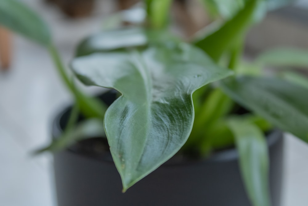 a close up of a green plant in a pot