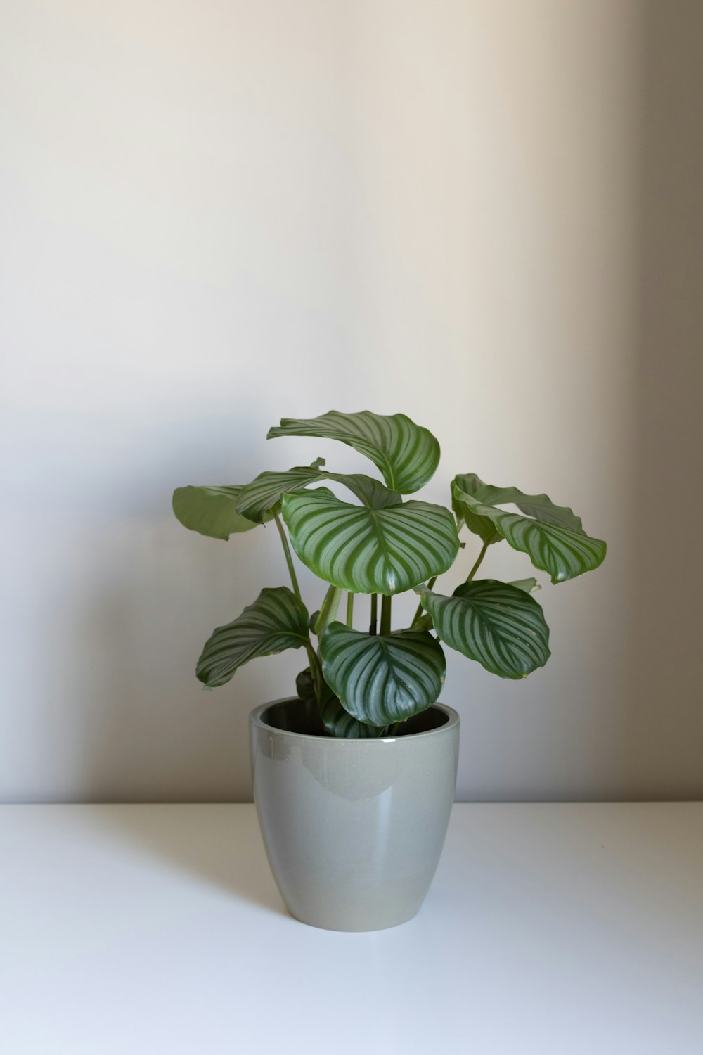 a green plant in a white pot on a table