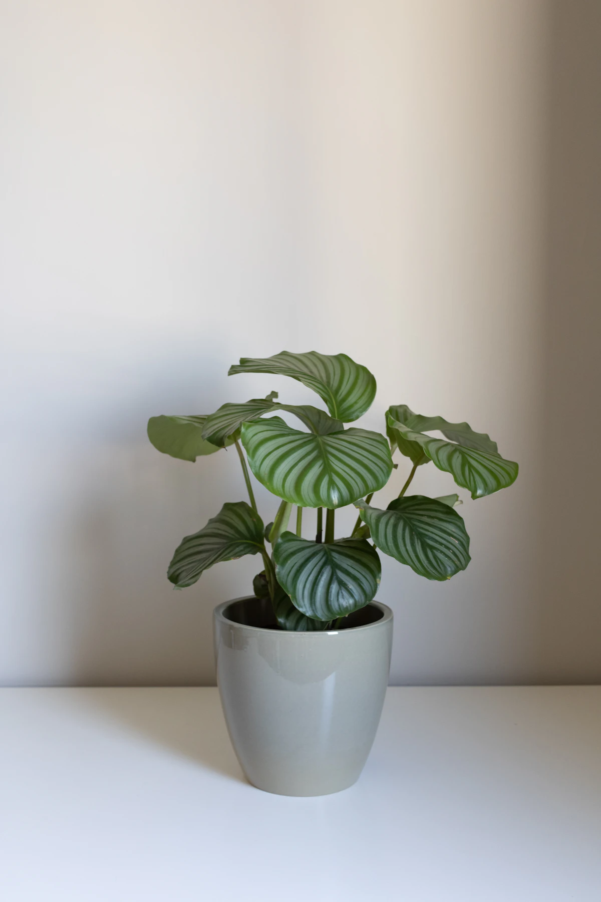 Calathea Orbifolia Care UK: The Silver-Banded Calathea