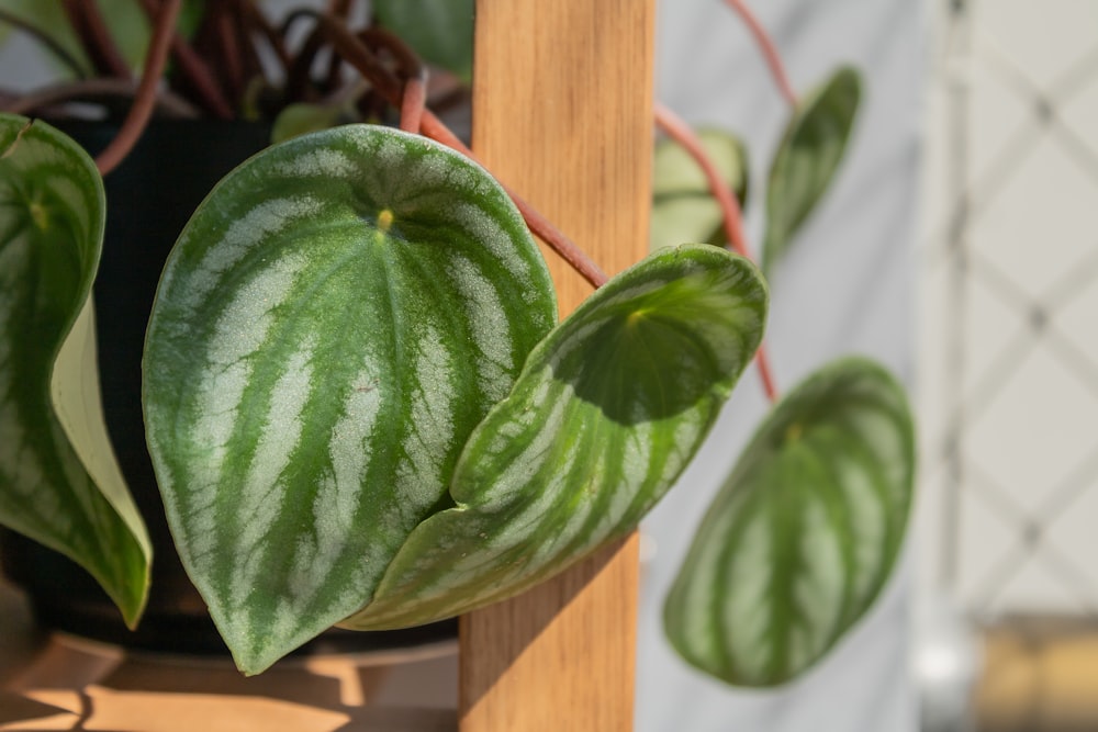 a close up of a green and white plant