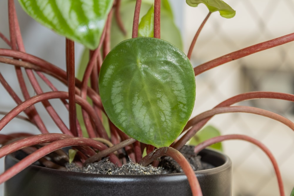 a green plant with red stems in a black pot