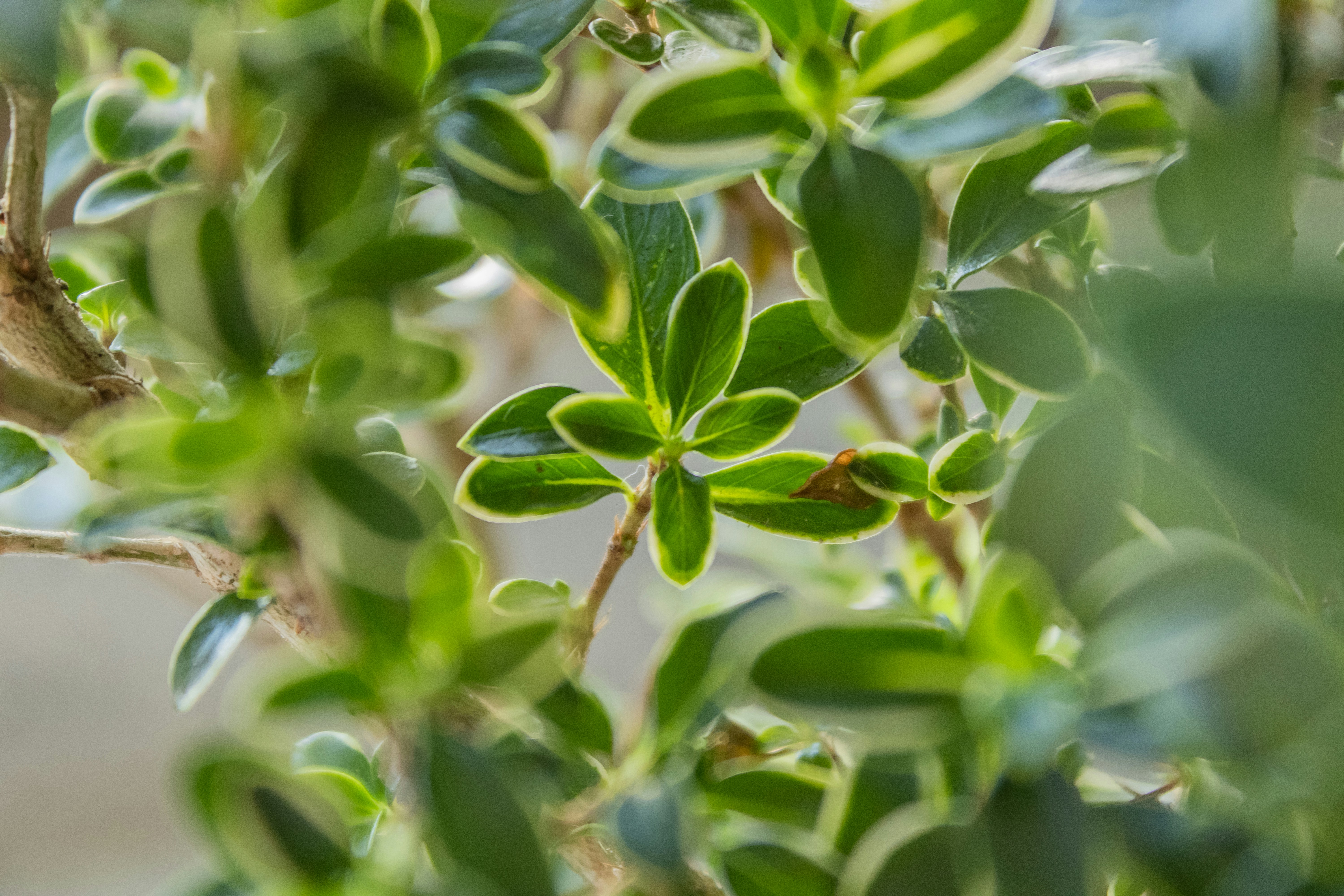 gros plan d’une plante à feuilles vertes