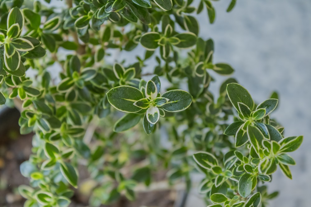 a close up of a plant with green leaves