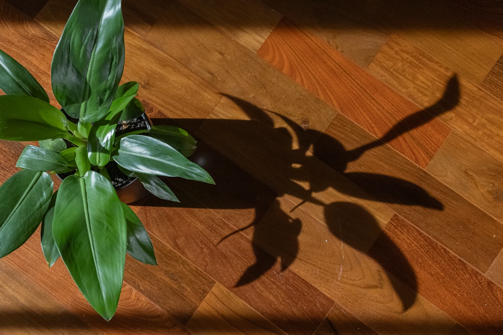 a green plant sitting on top of a wooden floor