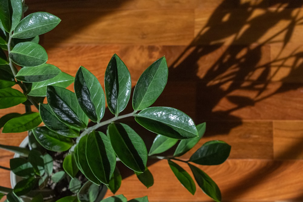 a close up of a plant on a wooden floor