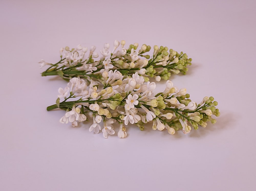 a couple of white flowers sitting on top of a table