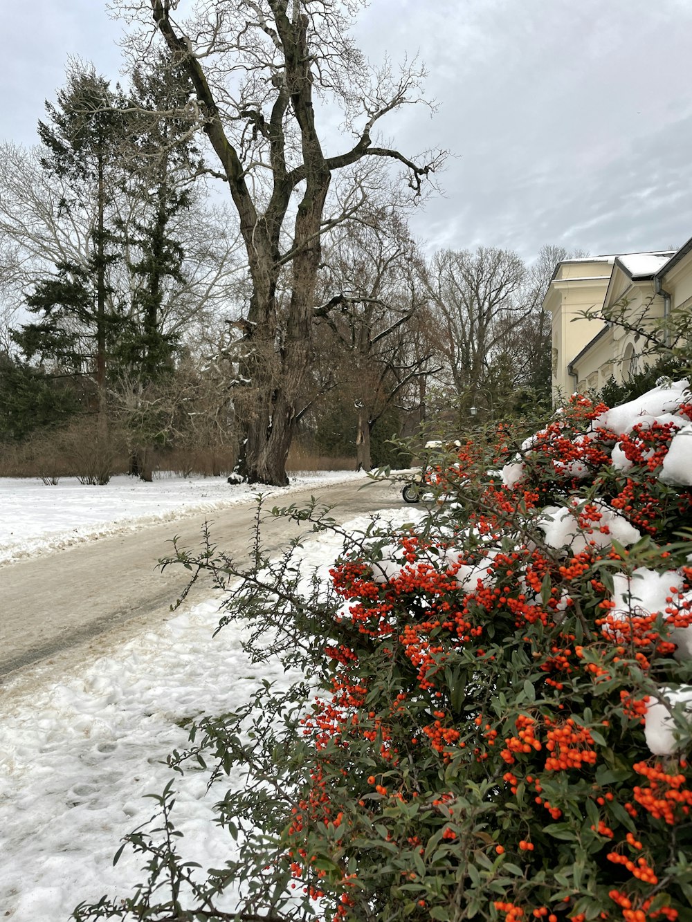 um arbusto com flores vermelhas na neve