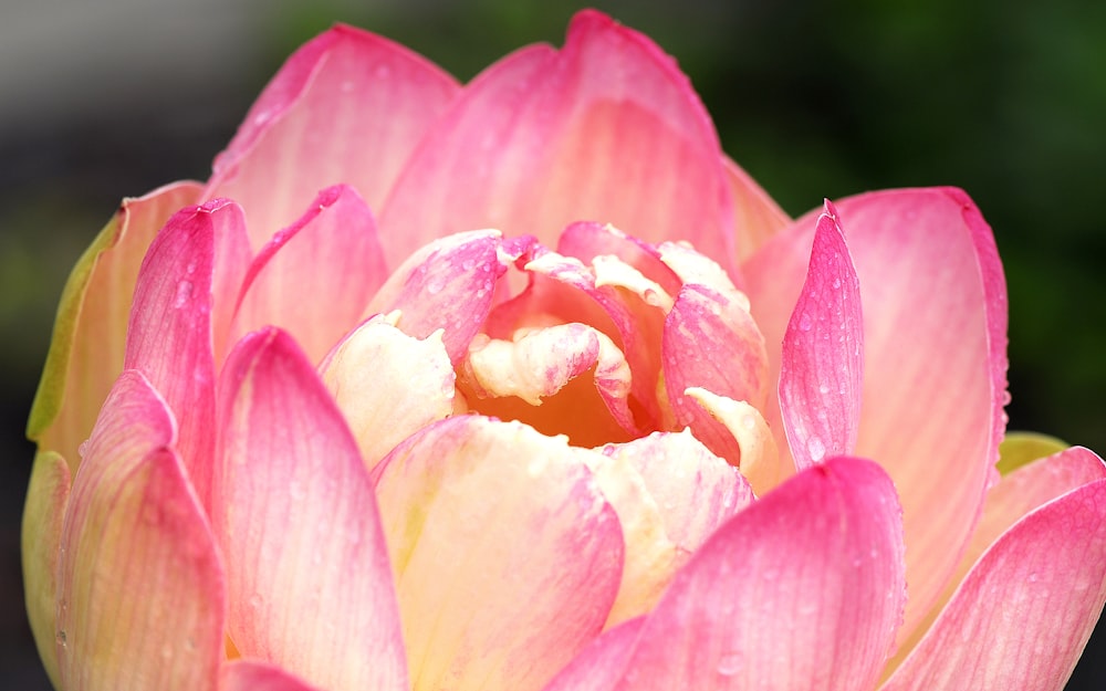 a close up of a pink and yellow flower