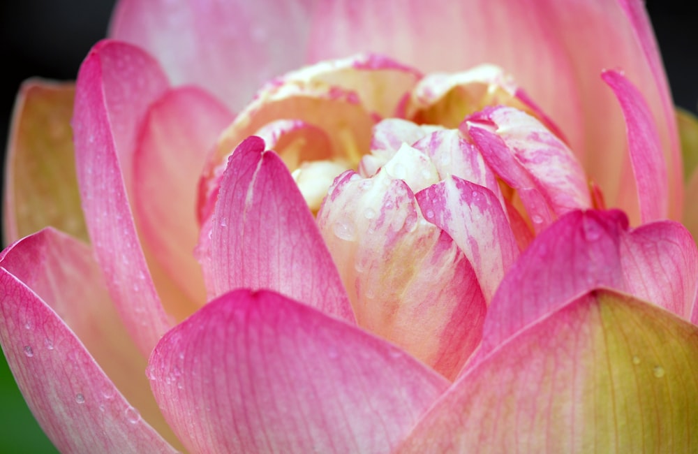 a close up of a pink and yellow flower