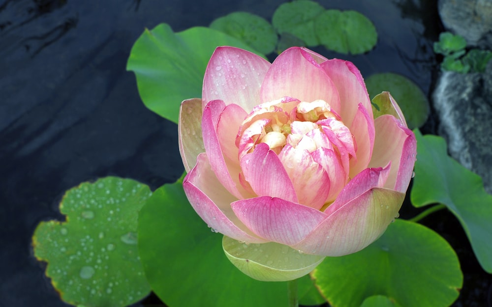 a large pink flower sitting on top of a green leaf covered pond