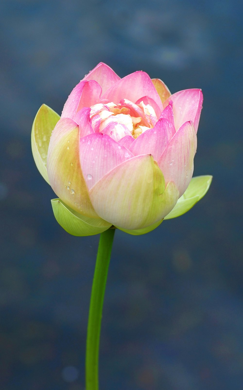 a pink and yellow flower with water in the background