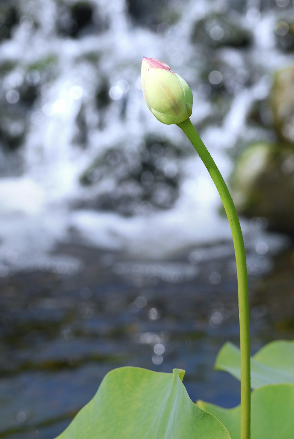 a lotus flower sitting on top of a leaf next to a river